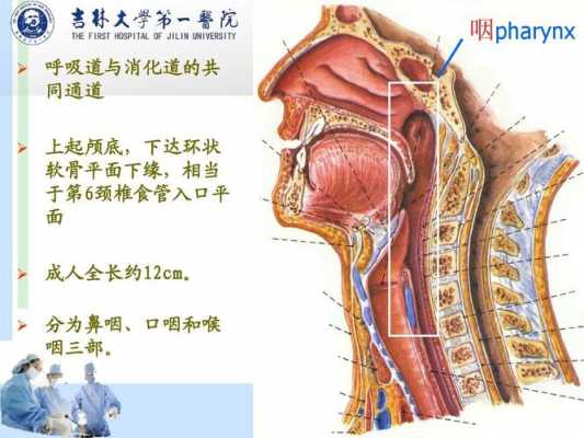 咽粘膜修复过程（如何修复咽喉部粘膜）-图1