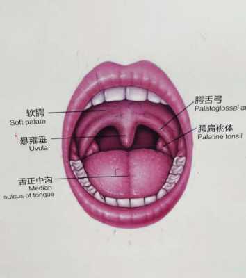 咽粘膜修复过程（如何修复咽喉部粘膜）-图3