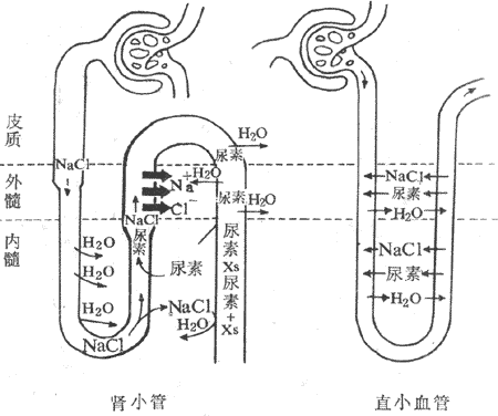 尿浓缩和稀释过程（尿浓缩和稀释过程图片）-图1