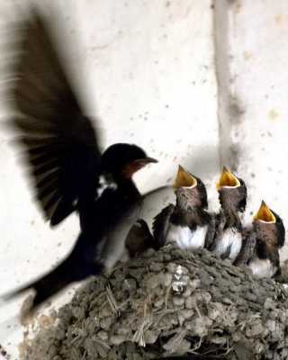 燕子哺育喂食过程（燕子哺育雏燕）-图1