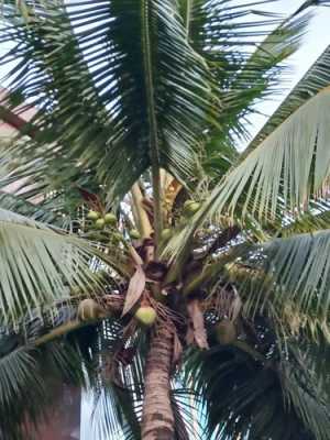 小椰树长大过程（小椰子树长什么样）-图1