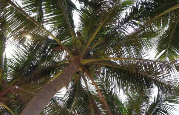 小椰树长大过程（小椰子树长什么样）-图2