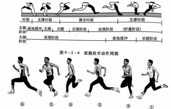 短跑运动的过程（短跑的过程是由什么组成的）-图1