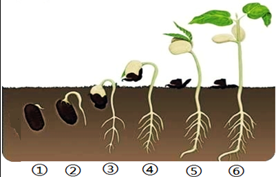 菜豆生长过程（菜豆生长详细过程）-图2