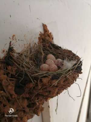 燕子生殖发育过程（燕子的繁殖方式是卵生吗）-图2