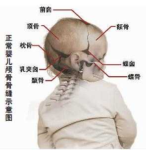 头骨发育过程（头骨发育过程图解）-图2