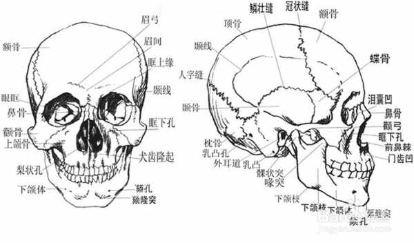 头骨发育过程（头骨发育过程图解）-图3