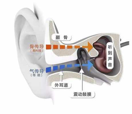 声波传入人耳的过程（声波是如何传导进入耳内的）-图1