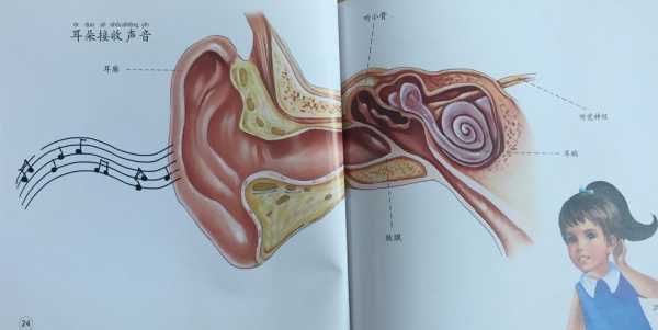 声波传入人耳的过程（声波是如何传导进入耳内的）-图3