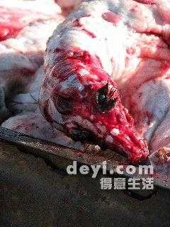 动物被剥皮的过程（动物被剥皮后还能活吗）-图1