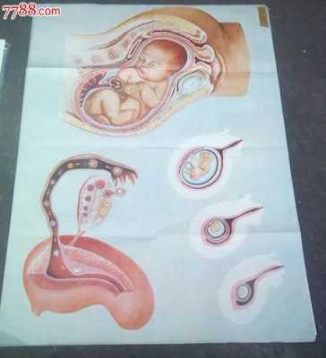 人的生育过程（人的生育过程图片）-图2