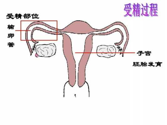 人的生育过程（人的生育过程图片）-图3