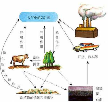 碳循环的过程（碳循环的过程图）-图3