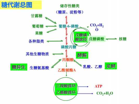 糖代谢的途径过程（糖代谢的途径有）-图3