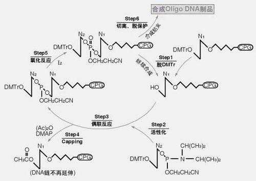 dna滞后链合成过程（dna滞后链合成过程图）-图1