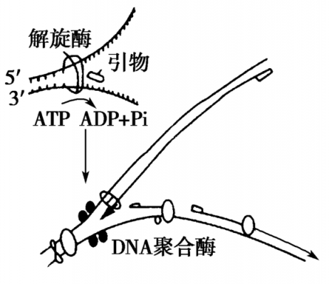 dna滞后链合成过程（dna滞后链合成过程图）-图3