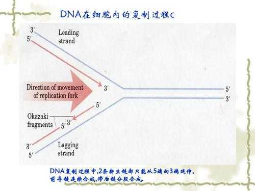 dna滞后链合成过程（dna滞后链合成过程图）-图2