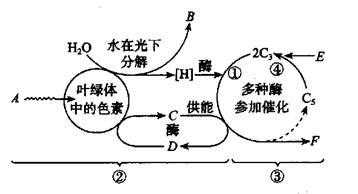 光合作用的过程图（光合作用的过程图简单）-图1