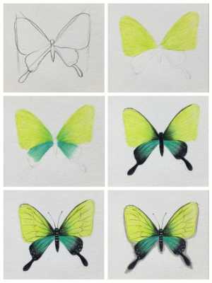 蝴蝶画加过程（蝴蝶画的画法）-图2