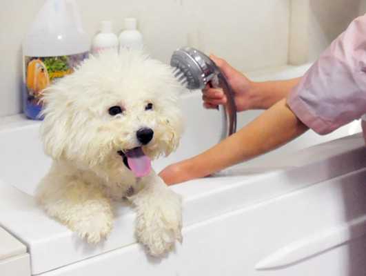 给宠物洗澡过程（给宠物洗澡一般要多少钱）-图1