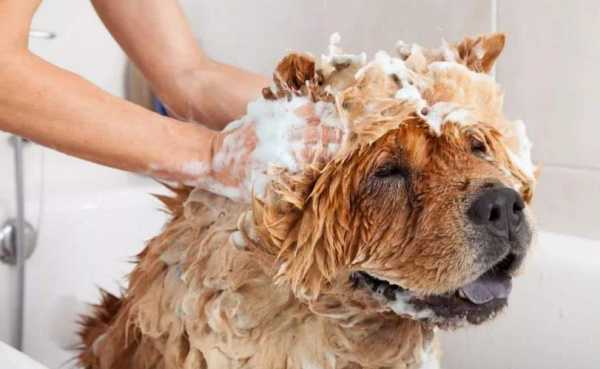 给宠物洗澡过程（给宠物洗澡一般要多少钱）-图2