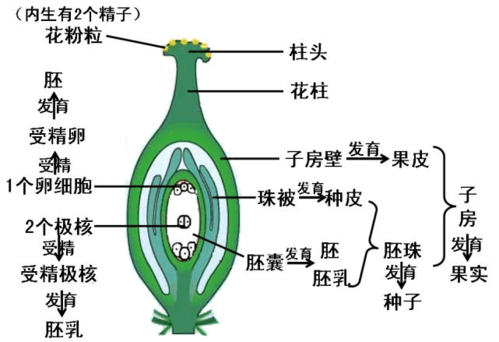 豌豆果实的形成过程（豌豆果实结构图）-图2