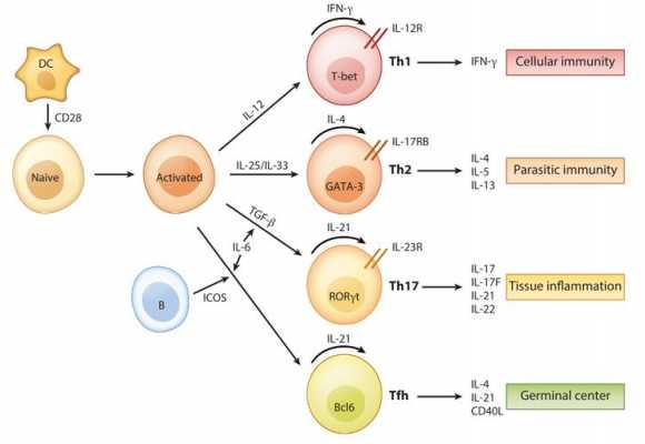 效应T细胞活化过程（t细胞活化后效应细胞的种类）-图3