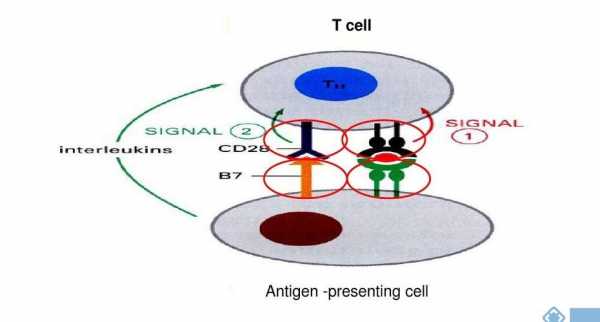 效应T细胞活化过程（t细胞活化后效应细胞的种类）-图1
