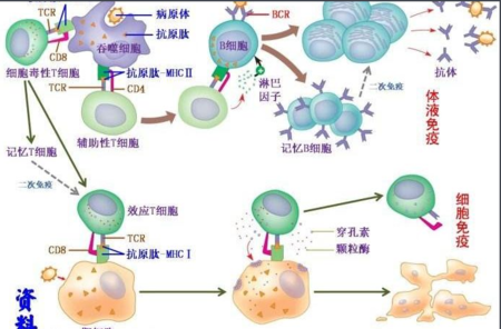 效应T细胞活化过程（t细胞活化后效应细胞的种类）-图2