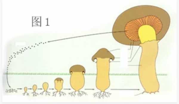 生长过程图（蘑菇生长过程图）-图2