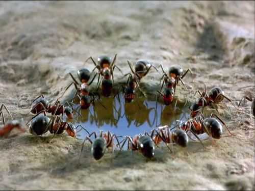 蚂蚁变化过程视频下载（蚂蚁进化的视频）-图3