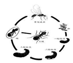 蚂蚁变化过程视频下载（蚂蚁进化的视频）-图2