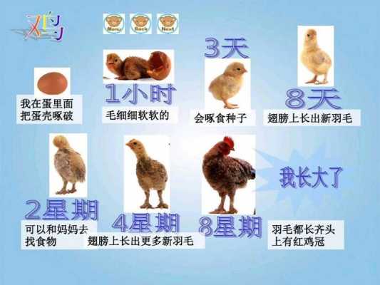 小鸡的进化过程图片（小鸡的变化过程图画）-图1