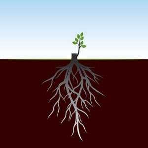 树根的生长过程（树根的生长过程图片）-图1