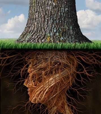 树根的生长过程（树根的生长过程图片）-图2