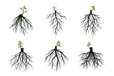 树根的生长过程（树根的生长过程图片）-图3