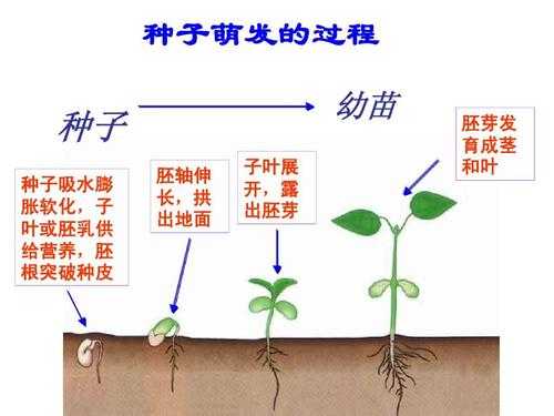 种子萌发的条件及过程（种子萌发的条件过程发育情况）-图2