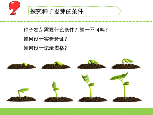种子萌发的条件及过程（种子萌发的条件过程发育情况）-图3