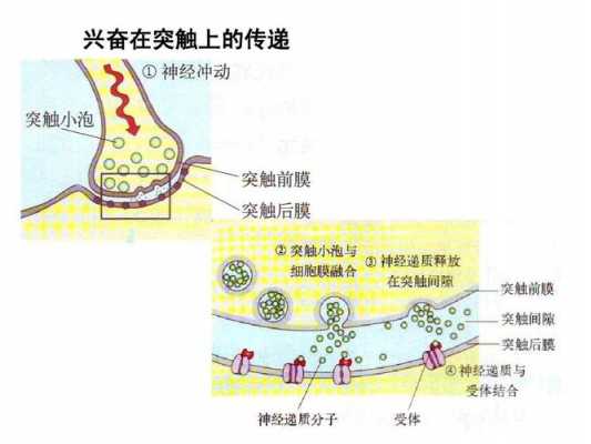 神经突触的传递过程（神经突触的生理机制）-图2