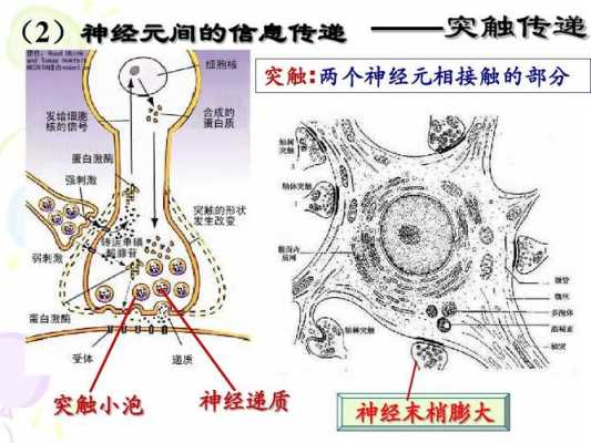 神经突触的传递过程（神经突触的生理机制）-图1