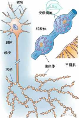 神经突触的传递过程（神经突触的生理机制）-图3