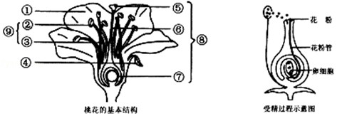 桃花的发育过程图片（桃花的发育过程示意图）-图3