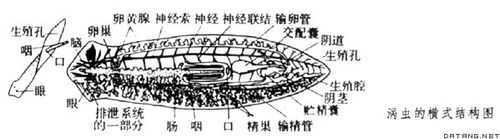 涡虫生殖过程（涡虫如何繁殖后代）-图1