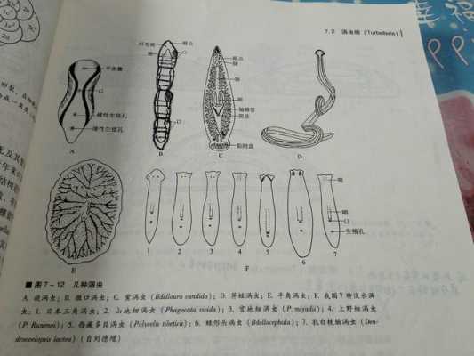 涡虫生殖过程（涡虫如何繁殖后代）-图3