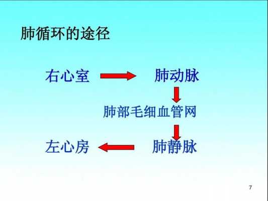 肺氧循环过程（肺循环运行途径）-图1