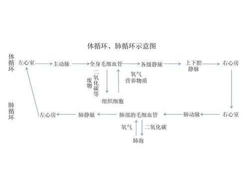 肺氧循环过程（肺循环运行途径）-图3