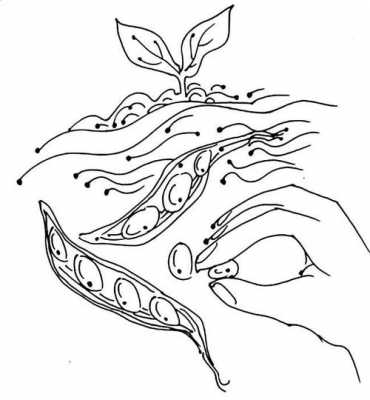 蚕豆长大的过程（蚕豆长大过程简笔画）-图3