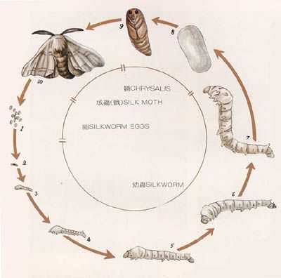蚕蛹生长过程日记（蚕蛹成长过程视频动画）-图1