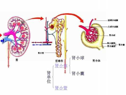 肾小球排尿过程（肾小球排泄功能）-图3