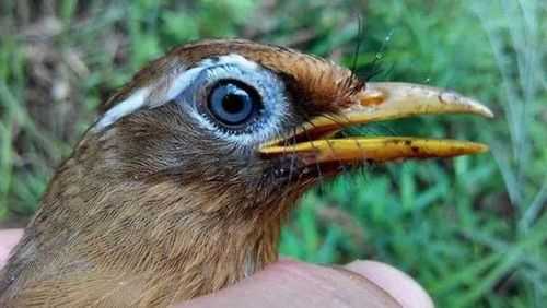 画眉鸟人工繁殖过程（画眉鸟人工繁殖必须要熟鸟吗）-图2